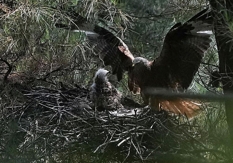36 aves protegidas han sido tiroteadas y 24 han muerto en los últimos cinco años en Gipuzkoa